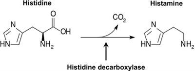 Frontiers Molecular Regulation Of Histamine Synthesis